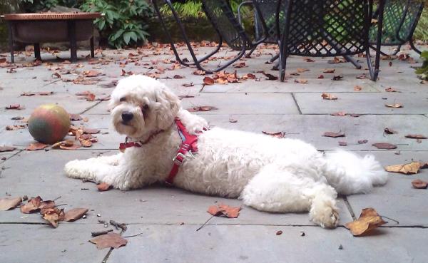 /Images/uploads/Humane Rescue Alliance/HRACalendarPhotoContest/entries/8764thumb.jpg